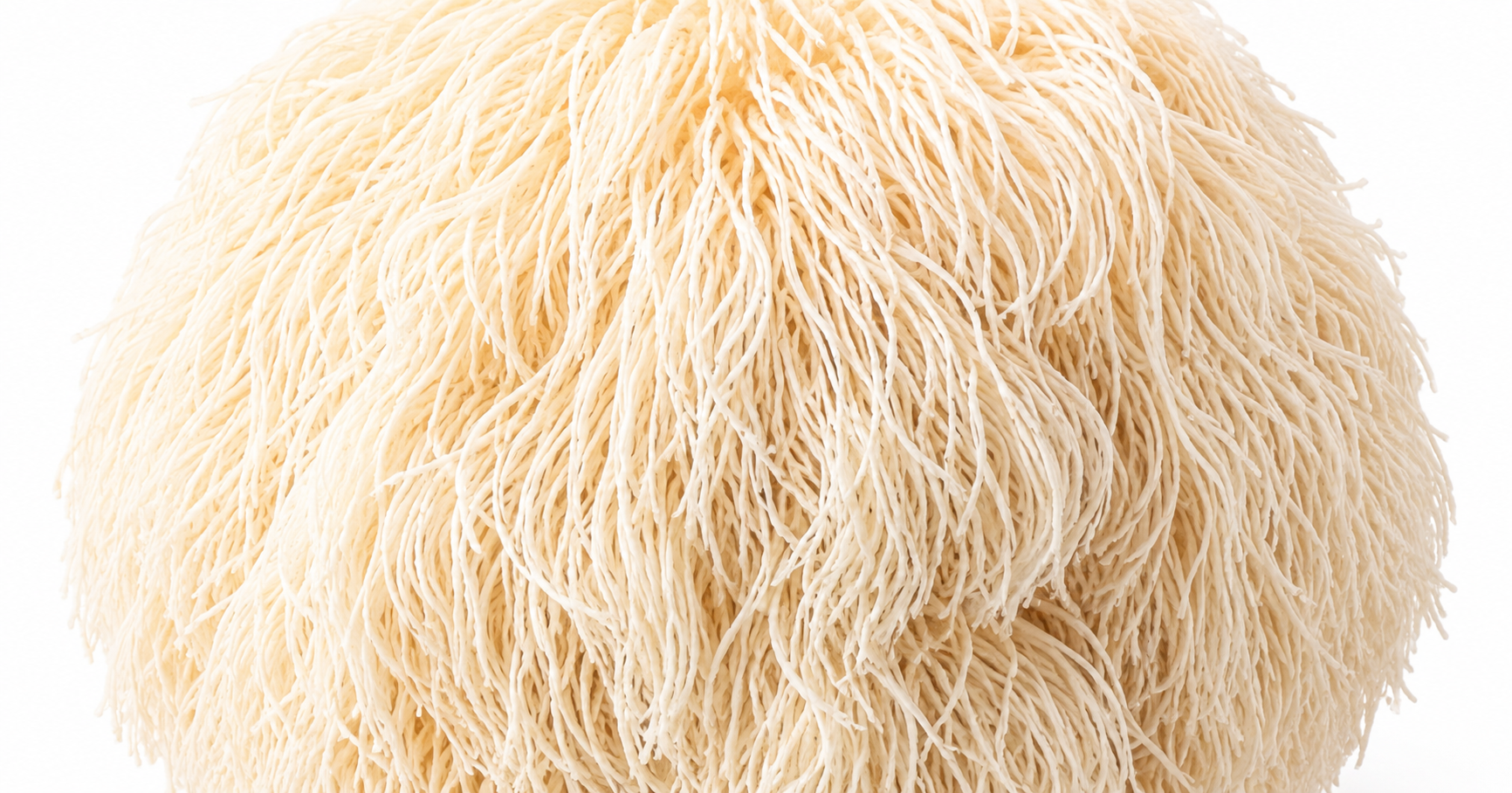 Lion's Mane extract 120mg
