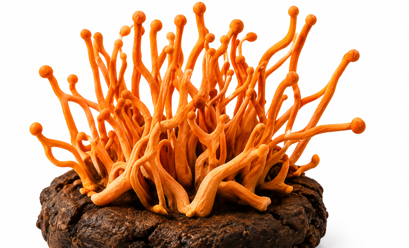 Cordyceps mushroom extract ingredient