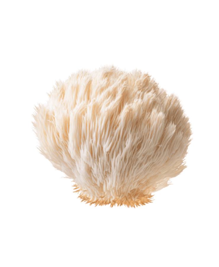 Lion's Mane mushroom extract