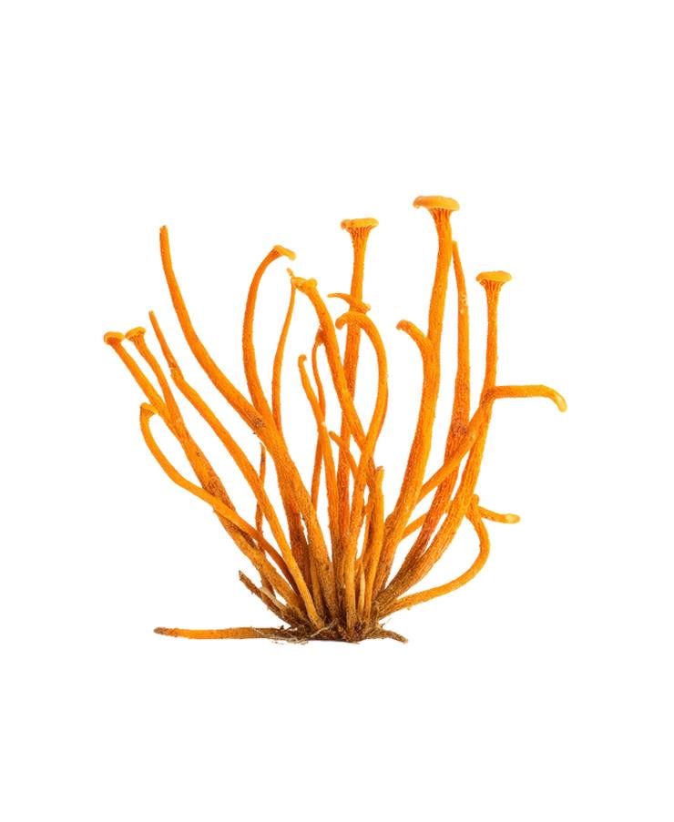 Cordyceps Extract 