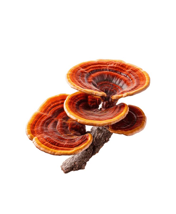 Reishi mushroom extract