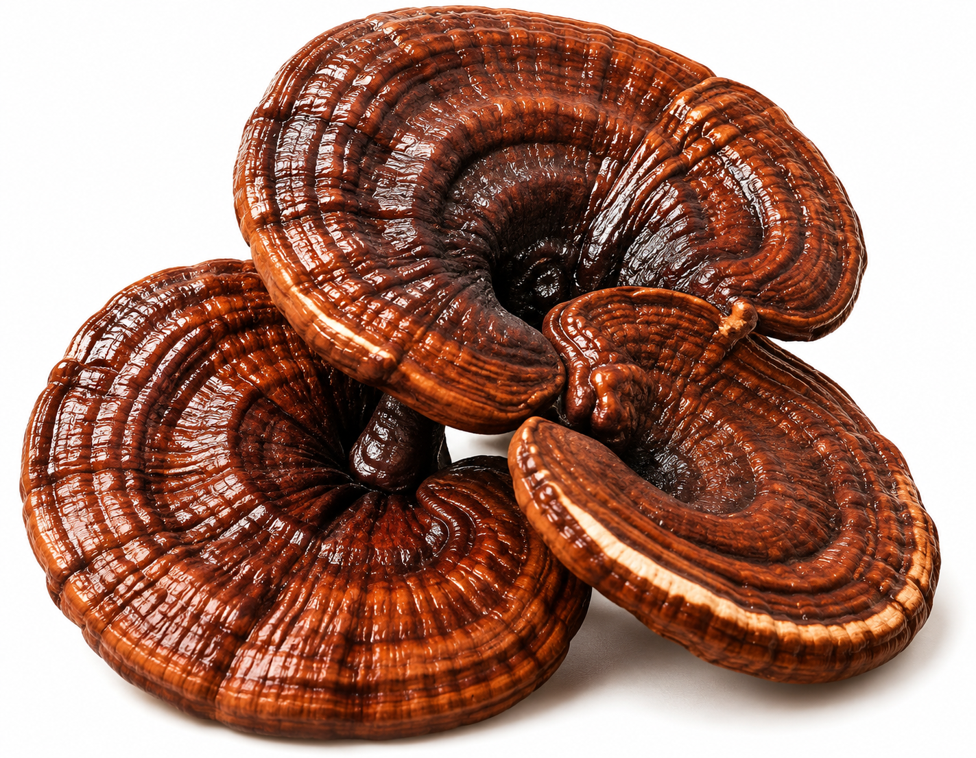 Reishi extract 30mg content